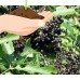 Adams Elderberry Perennial Shrub - Sambucus - 3.25" Pot   